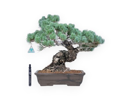 Pinus pentaphylla bonsai %separator% %category%