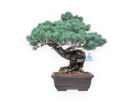Pinus pentaphylla-bonsai %separator% %category%