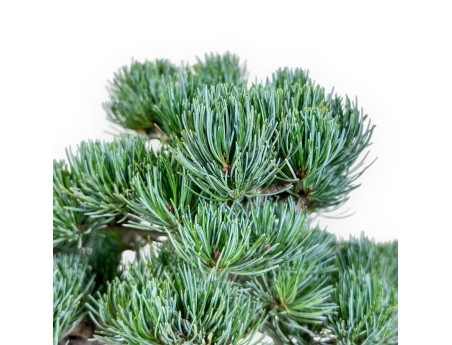 Pinus pentaphylla bonsai %separator% %category%