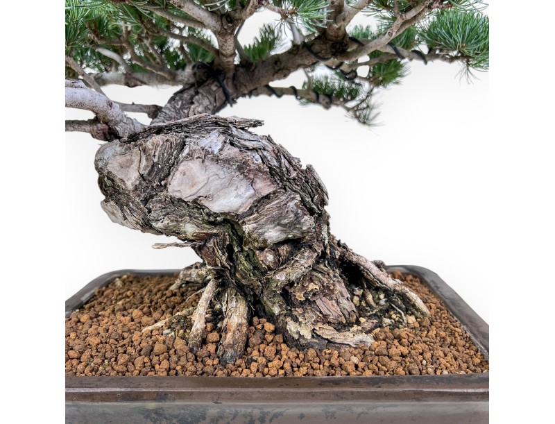 Pinus pentaphylla bonsai %separator% %category%