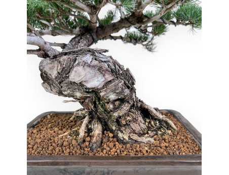 Pinus pentaphylla bonsai %separator% %category%
