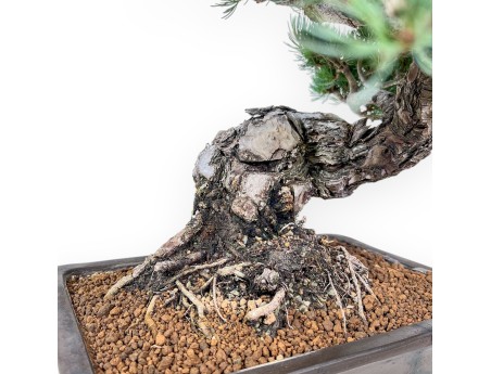 Pinus pentaphylla-bonsai %separator% %category%