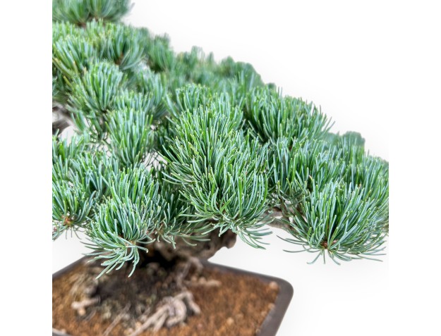 Pinus pentaphylla bonsai %separator% %category% 2