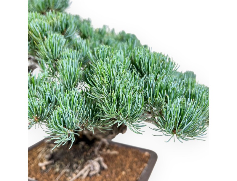 Pinus pentaphylla bonsai %separator% %category%