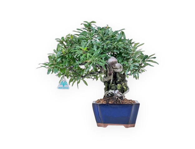 Pyracantha bonsai %separator% %category%