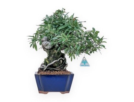 Pyracantha bonsai %separator% %category%