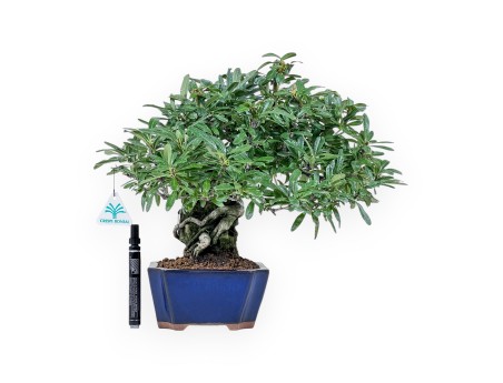 Pyracantha-Bonsai %separator% %category%
