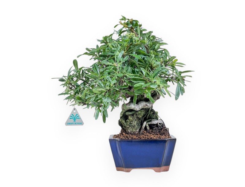 Pyracantha bonsai %separator% %category%