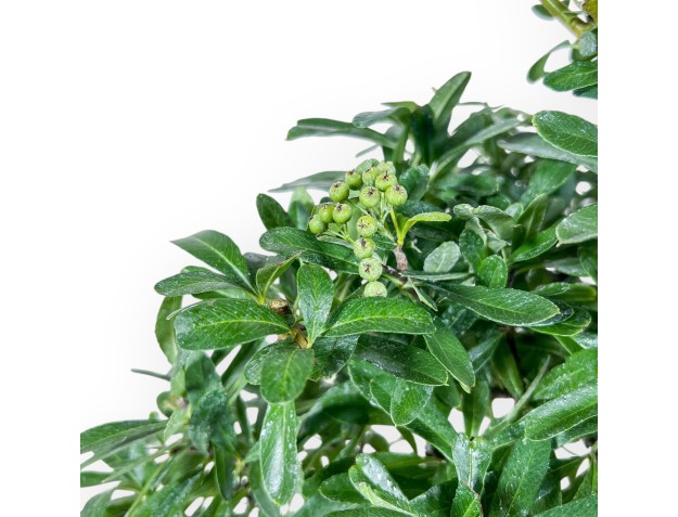 Pyracantha bonsai %separator% %category% 2