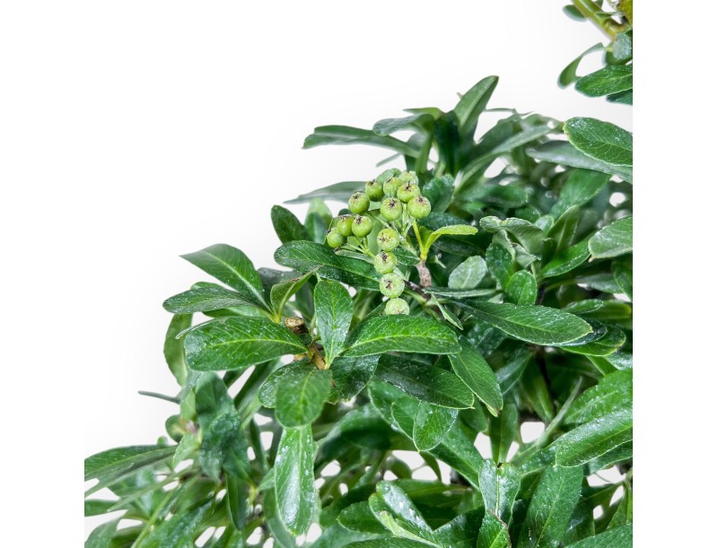 Pyracantha bonsai %separator% %category%