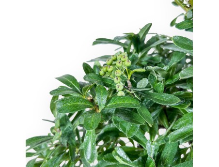 Pyracantha-Bonsai %separator% %category%