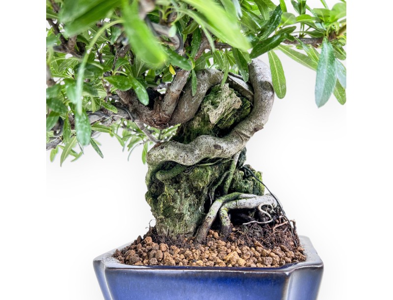 Pyracantha bonsai %separator% %category%