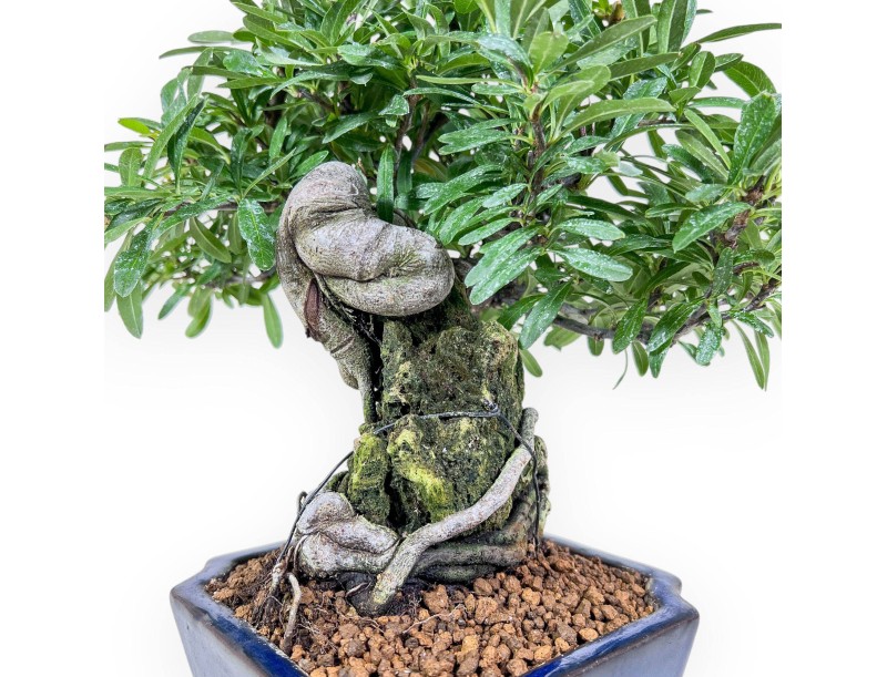 Pyracantha bonsai %separator% %category%