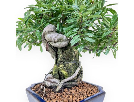 Pyracantha bonsai %separator% %category%