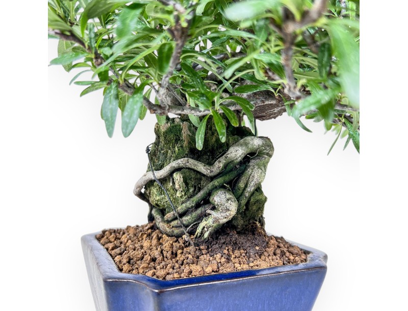 Pyracantha bonsai %separator% %category%