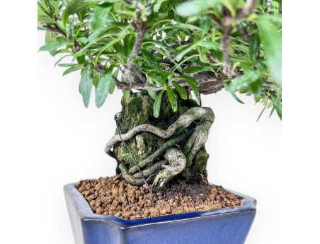 Pyracantha bonsai %separator% %category%