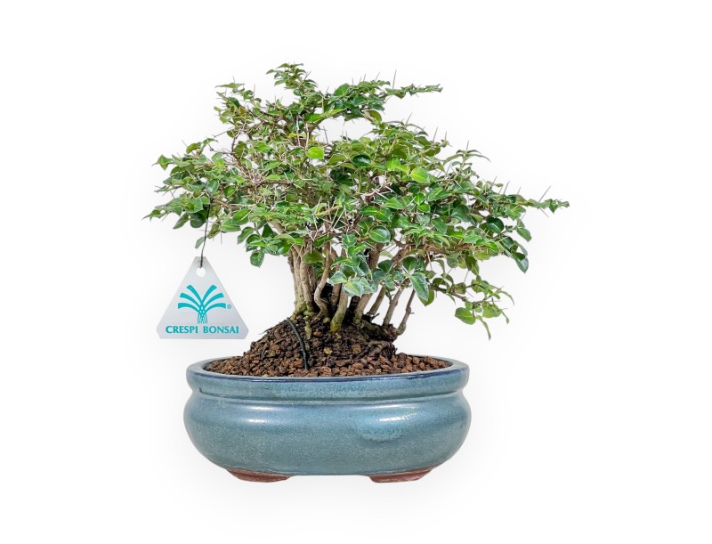 Bonsai van Damnacanthus indicus %separator% %category%