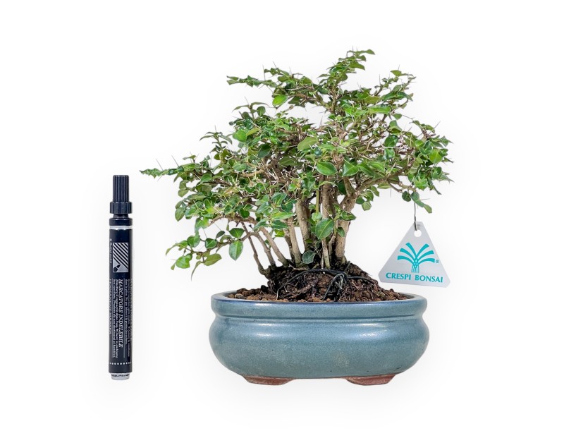 Bonsai van Damnacanthus indicus %separator% %category%