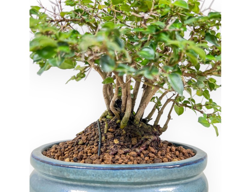 Bonsai van Damnacanthus indicus %separator% %category%