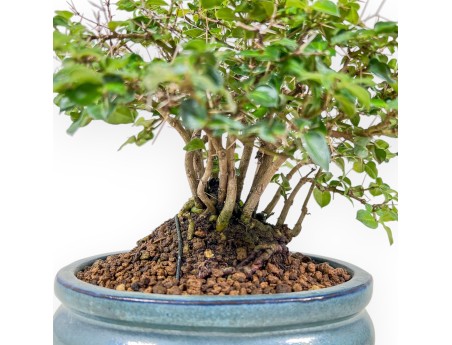 Bonsai van Damnacanthus indicus %separator% %category%