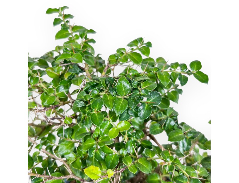 Bonsai van Damnacanthus indicus %separator% %category%