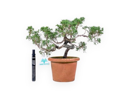 Bonsai aus Juniperus chinensis %separator% %category%