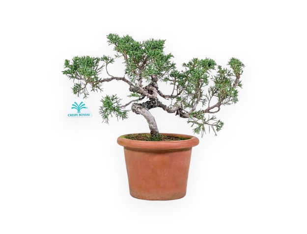 Juniperus chinensis bonsai %separator% %category%