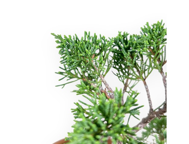 Juniperus chinensis bonsai %separator% %category% 2