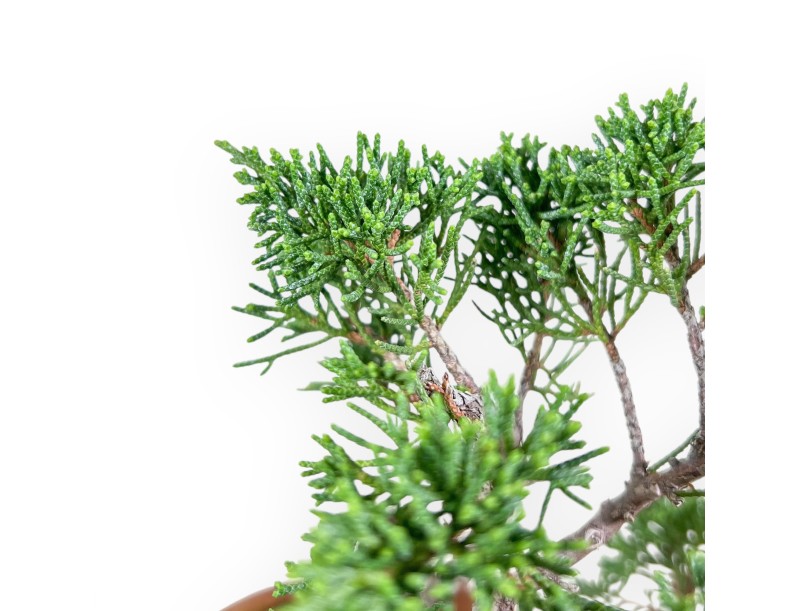 Juniperus chinensis bonsai %separator% %category%