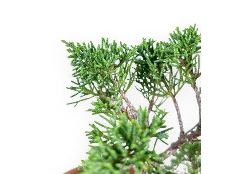 Bonsai van Juniperus chinensis %separator% %category%