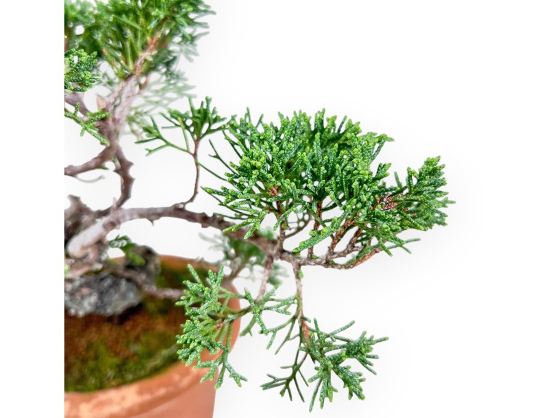 Juniperus chinensis bonsai %separator% %category%