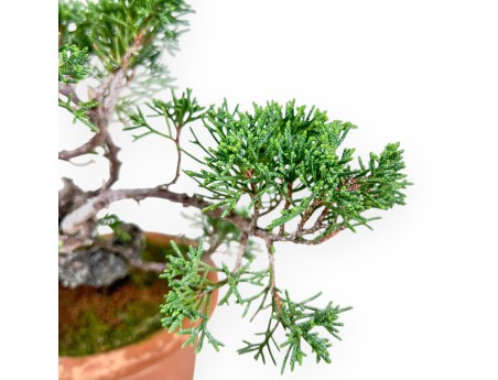 Bonsái de Juniperus chinensis %separator% %category%