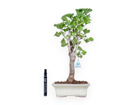 Bonsai di Ginkgo biloba %separator% %category%