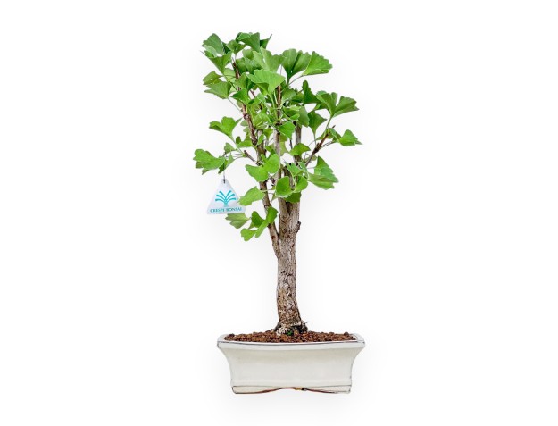 Bonsai di Ginkgo biloba %separator% %category%
