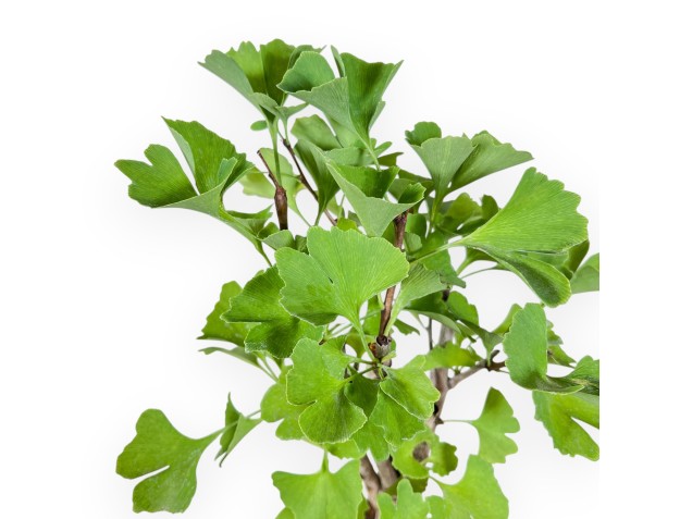 Bonsai di Ginkgo biloba %separator% %category% 2