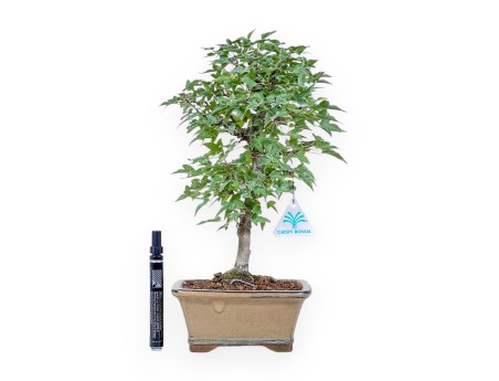 Bonsai di Acer buergerianum %separator% %category%