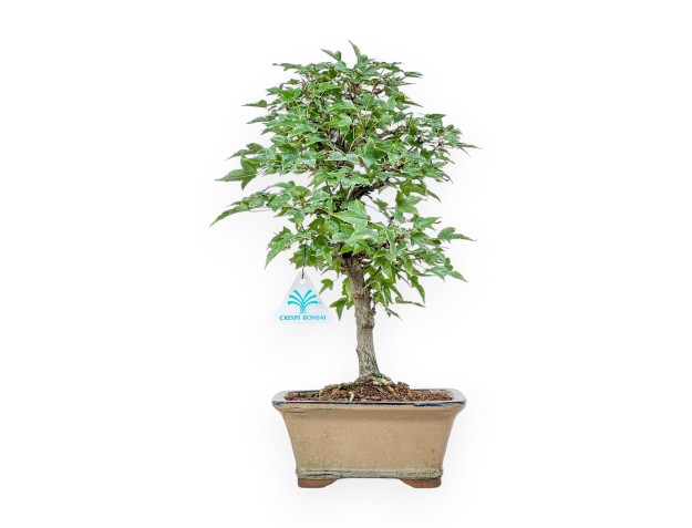Bonsai di Acer buergerianum %separator% %category%