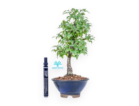 Bonsai di Acer buergerianum %separator% %category%