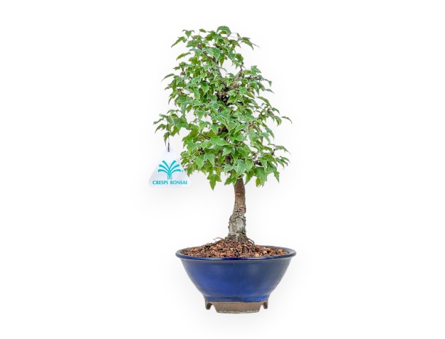 Bonsai di Acer buergerianum %separator% %category%