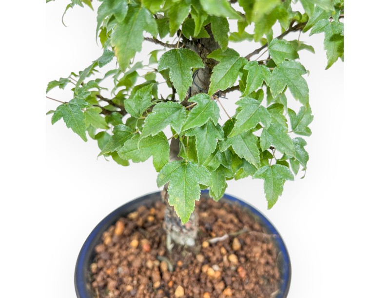 Bonsai di Acer buergerianum %separator% %category%