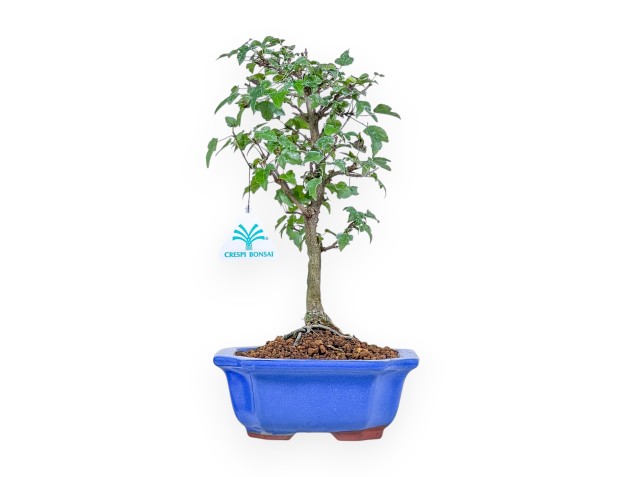 Bonsai di Acer buergerianum %separator% %category%