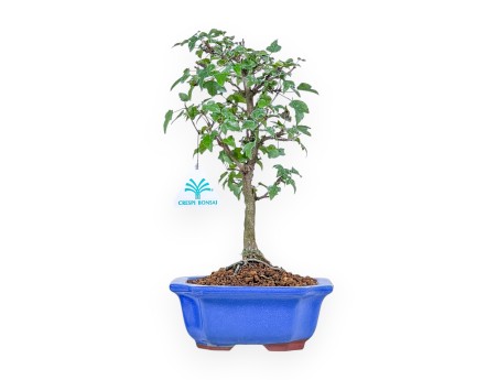 Bonsaï d'Acer buergerianum %separator% %category%