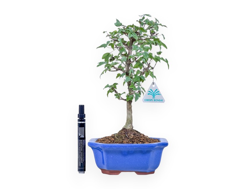 Bonsai di Acer buergerianum %separator% %category%