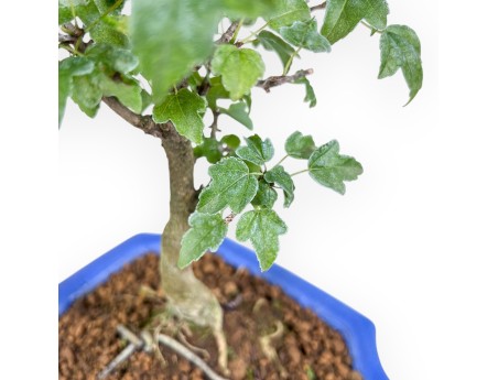 Bonsai di Acer buergerianum %separator% %category%