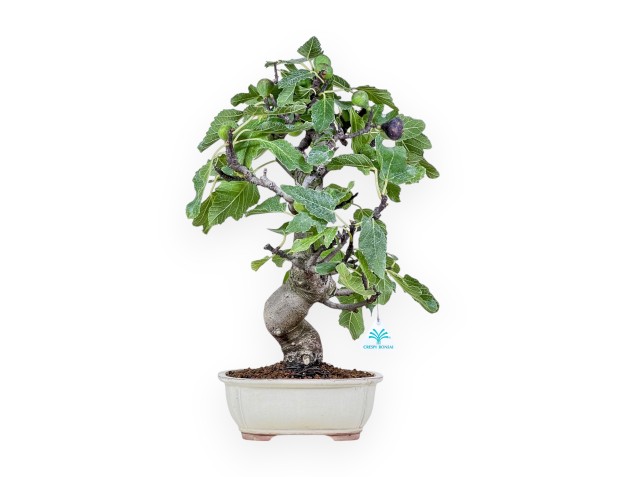 Bonsai di Ficus carica %separator% %category%