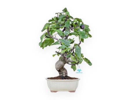 Bonsai di Ficus carica %separator% %category%