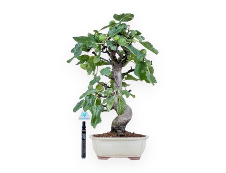 Bonsai di Ficus carica %separator% %category%