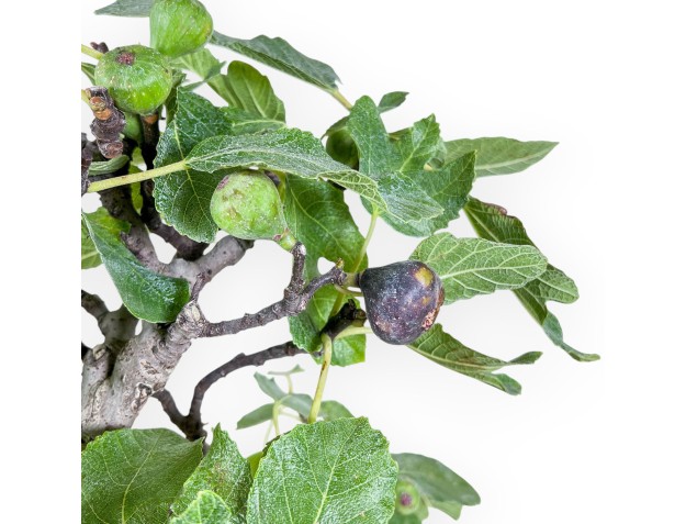 Bonsai di Ficus carica %separator% %category% 2
