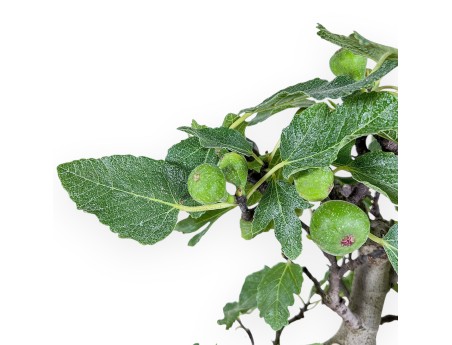 Bonsai di Ficus carica %separator% %category%