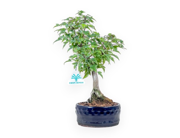 Bonsai di Acer buergerianum %separator% %category%